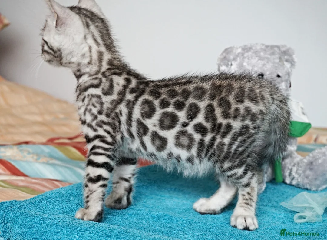 Bengal cats for sale: Superb Quality Bengal Kittens - Advert 2