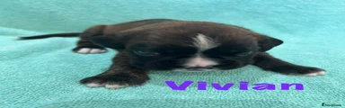 Vivian