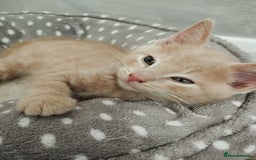 Mixed Breed cats for sale: Mix persian kittens - Image 15