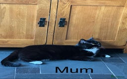 Mixed Breed cats for sale: 3 Gorgeous kittens ready for loving homes - Image 9