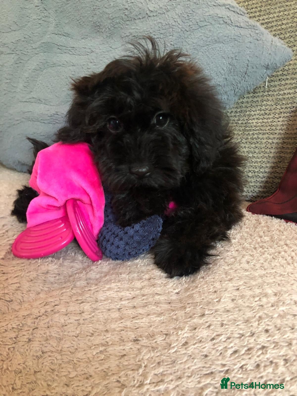 Cockapoo dogs cockapoo puppies forsale  - Advert 1