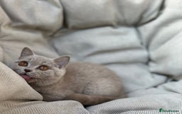 British Shorthair cats for sale: Ready British Shorthair Chunky Kittens - Image 10