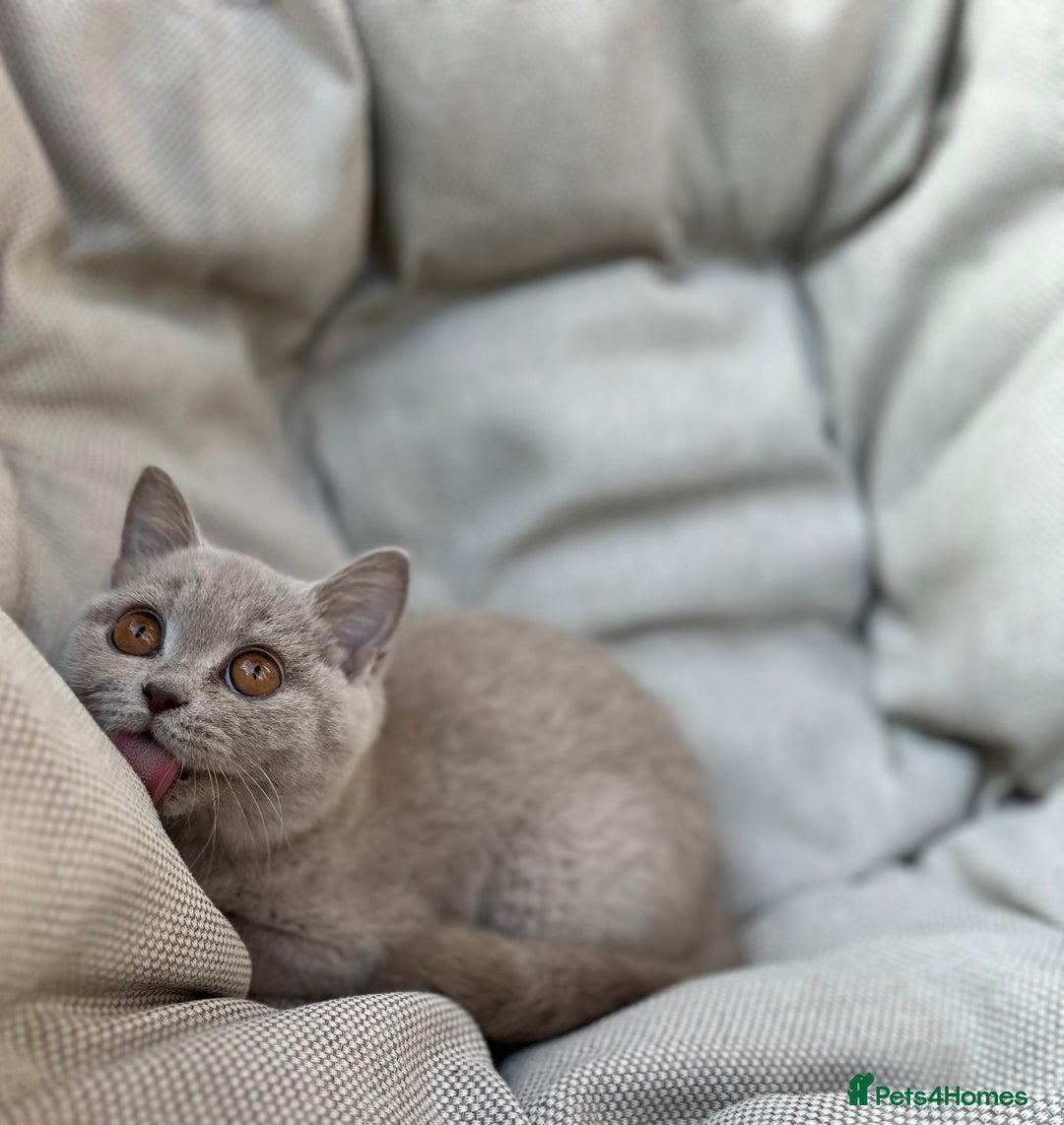 British Shorthair cats for sale: Ready British Shorthair Chunky Kittens - Image 10