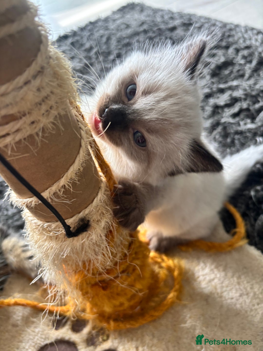 Mixed Breed cats for sale: Gorgeous kitten for sale - Image 7