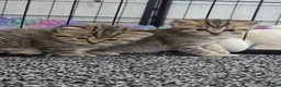 Scottish Fold cats for sale:  Beautiful Scottish fold/scottish straight litter - Advert 14