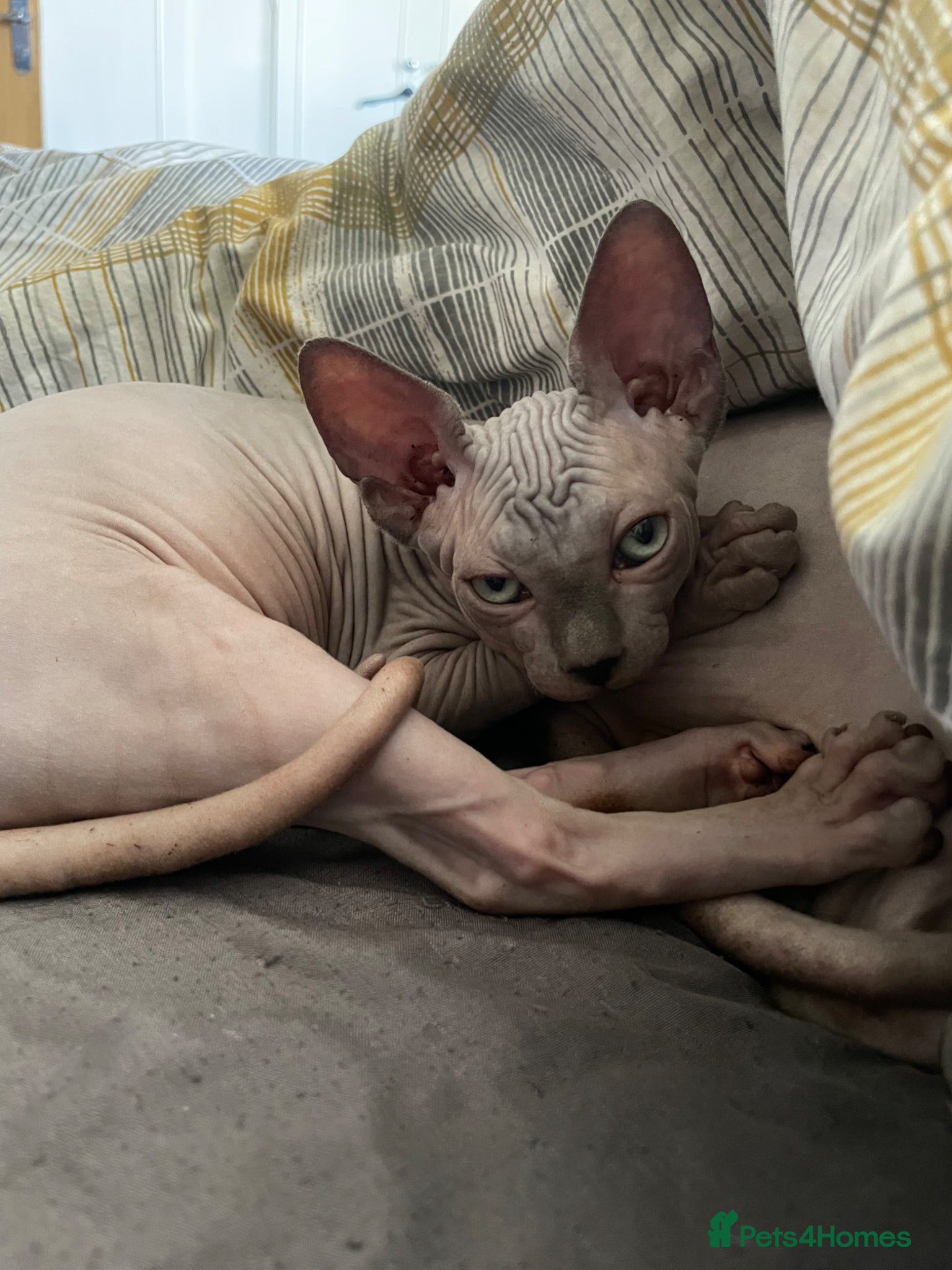 Sphynx cats Sphynx Kittens - European Champion Bloodlines - Advert 14