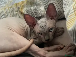 Sphynx cats Sphynx Kittens - European Champion Bloodlines - Advert 14