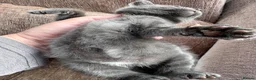 Mixed Breed cats for sale: 1 grey grey kitten ready now - Advert 4