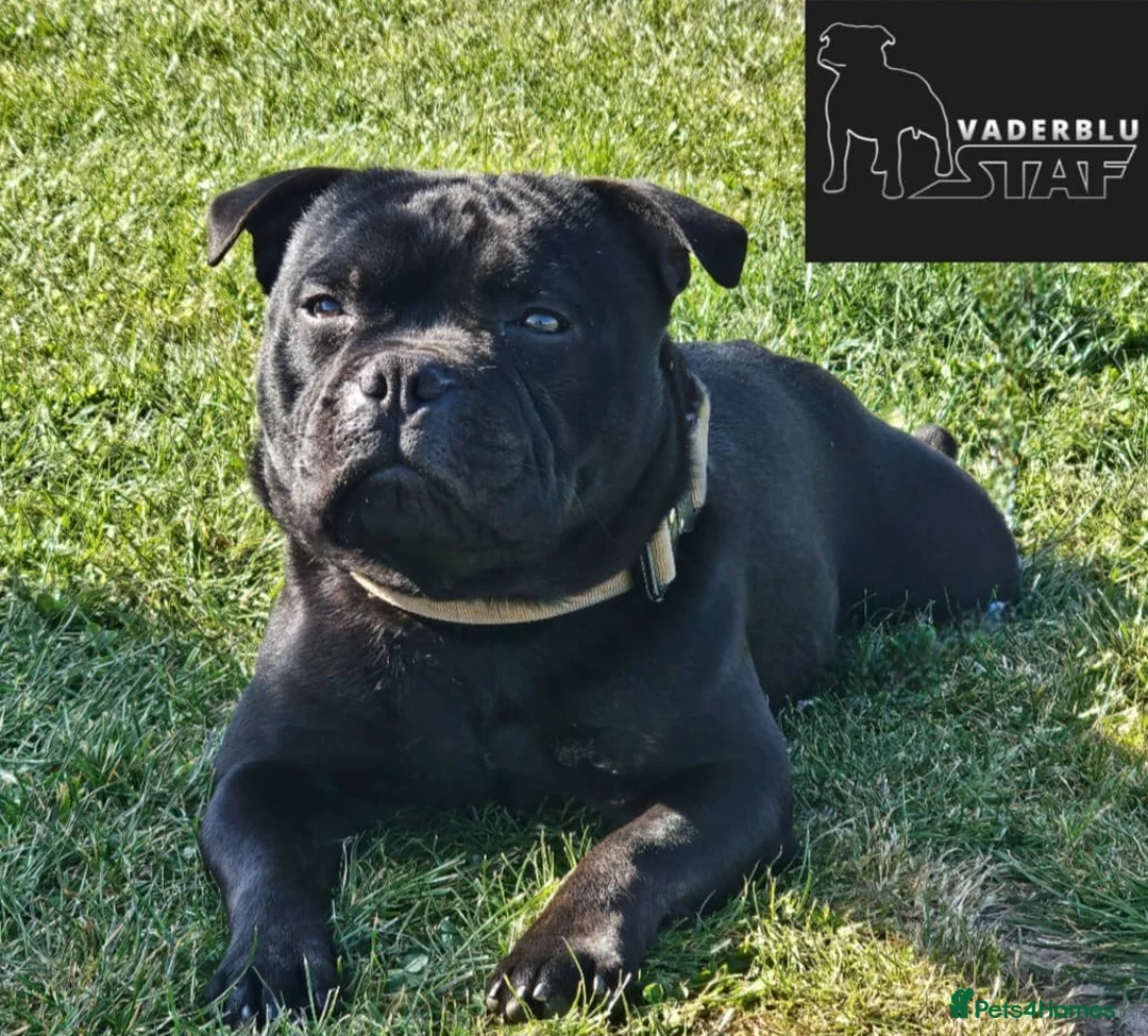 Staffordshire Bull Terrier dogs for stud: The one & only 'Mr T' Champ Sired - Advert 6
