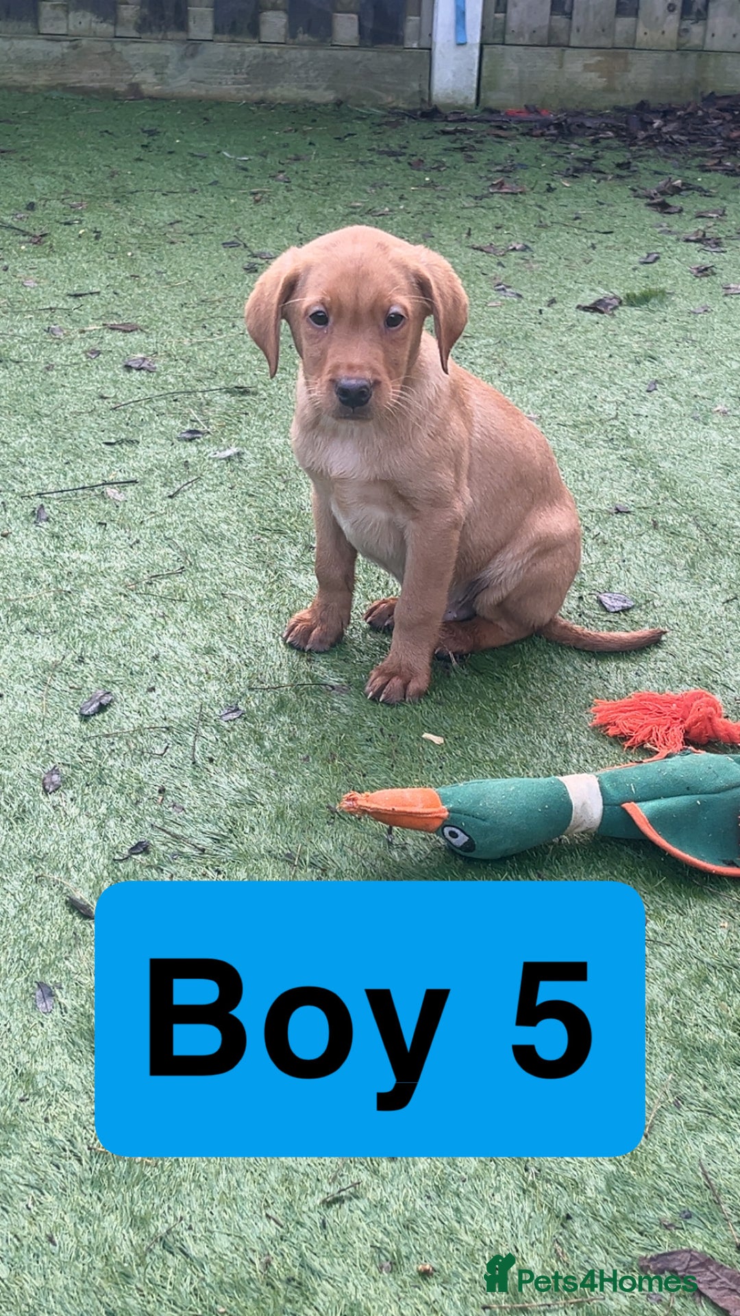Labrador Retriever dogs for sale: Red Fox Labrador Puppies! ❗️ready now❗️ - Advert 9
