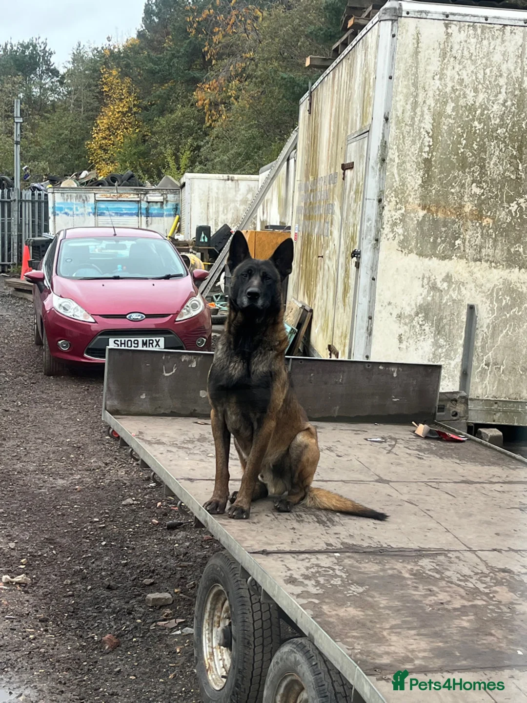 Belgian Shepherd Dog dogs for sale: Gorgeous Belgian Malinois Puppies - Advert 4