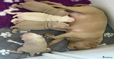 Pug dogs Pink Pug Puppies Available - Advert 14