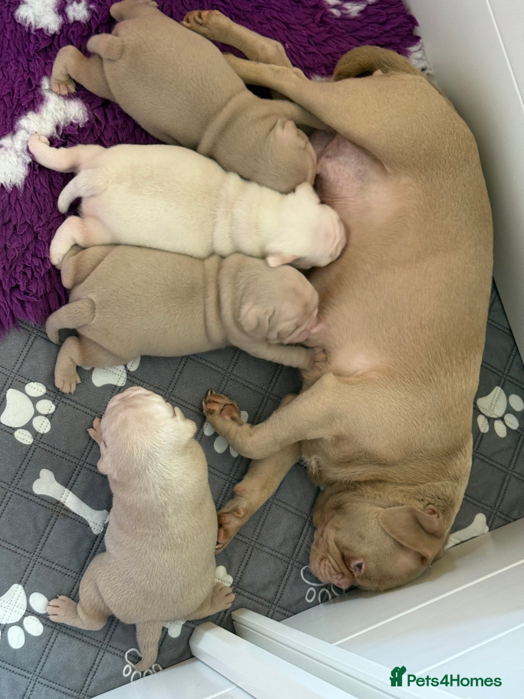 Pug dogs for sale: Pink Pug Puppies Available - Advert 2