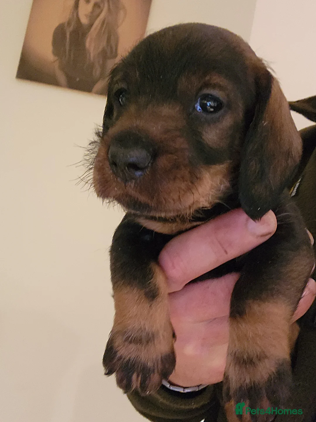 Dachshund dogs for sale: Dachshound. Teckels  - Advert 7