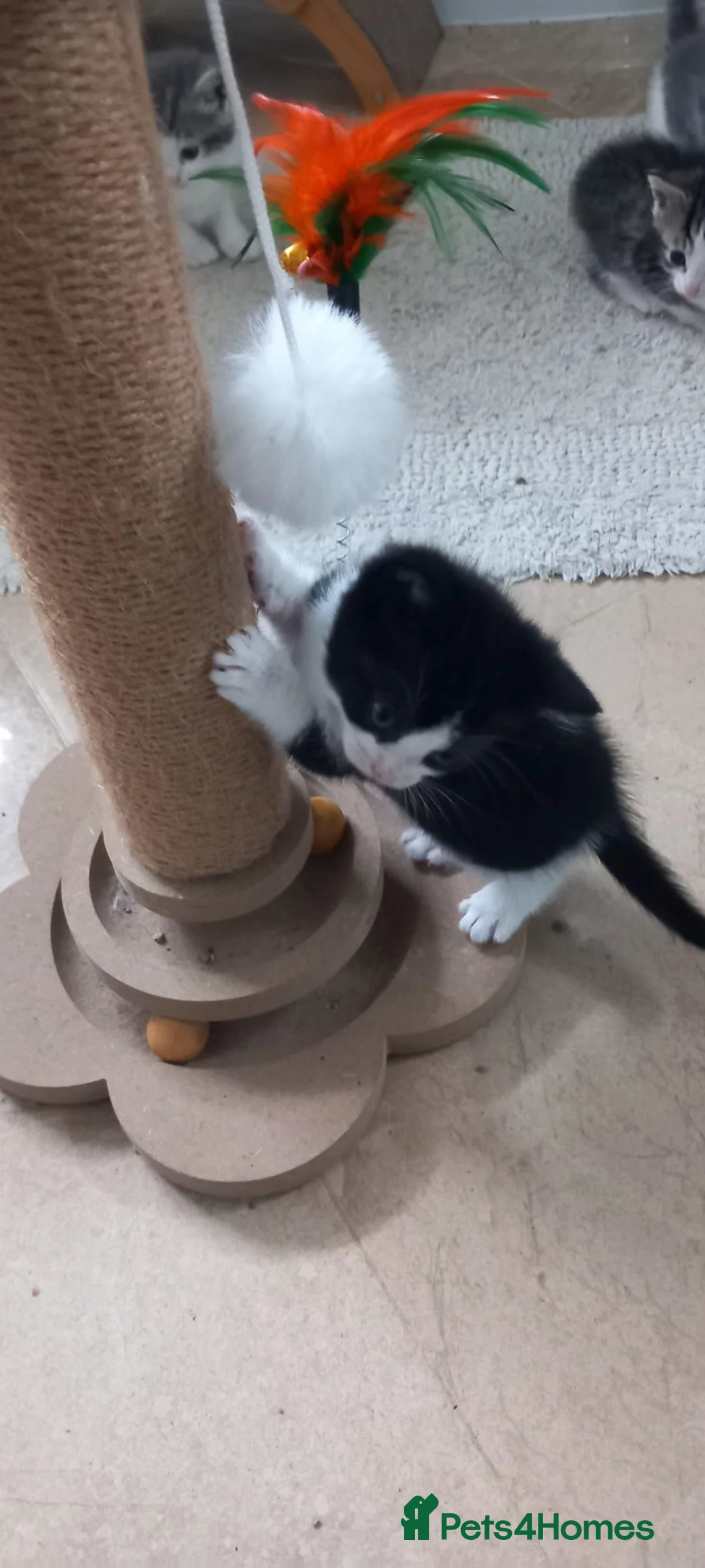 Mixed Breed cats for sale: Female kittens in Spalding - Advert 2