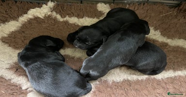 Cockerdor dogs - Advert 2
