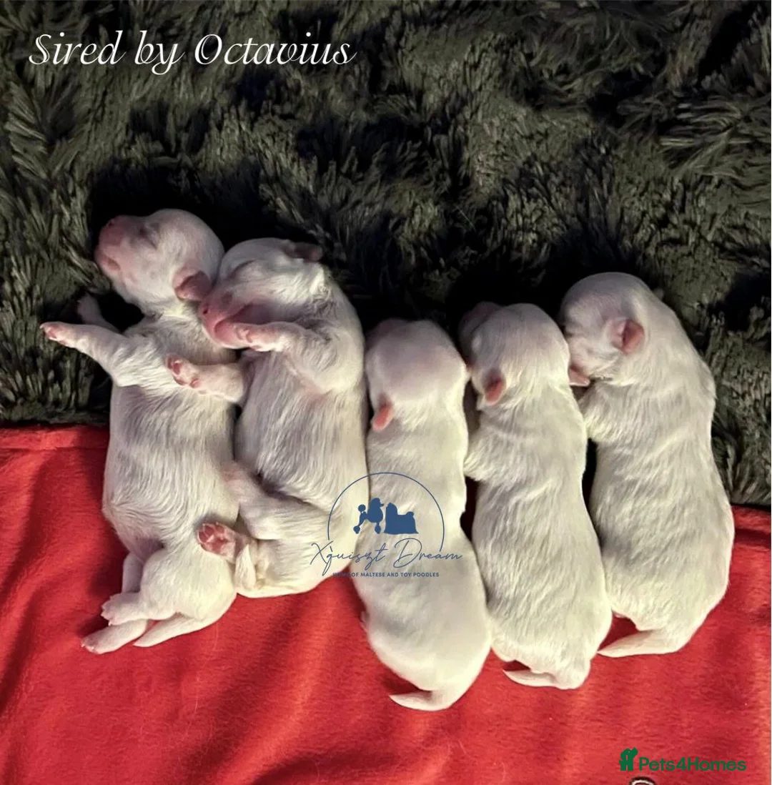 Maltese dogs for stud: OCTAVIUS Korean Maltese KC Registered Proven Stud in Halesowen - Advert 28