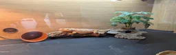 Bearded Dragon reptiles for sale: Bearded Dragon with full set up in Wallasey - Advert 2