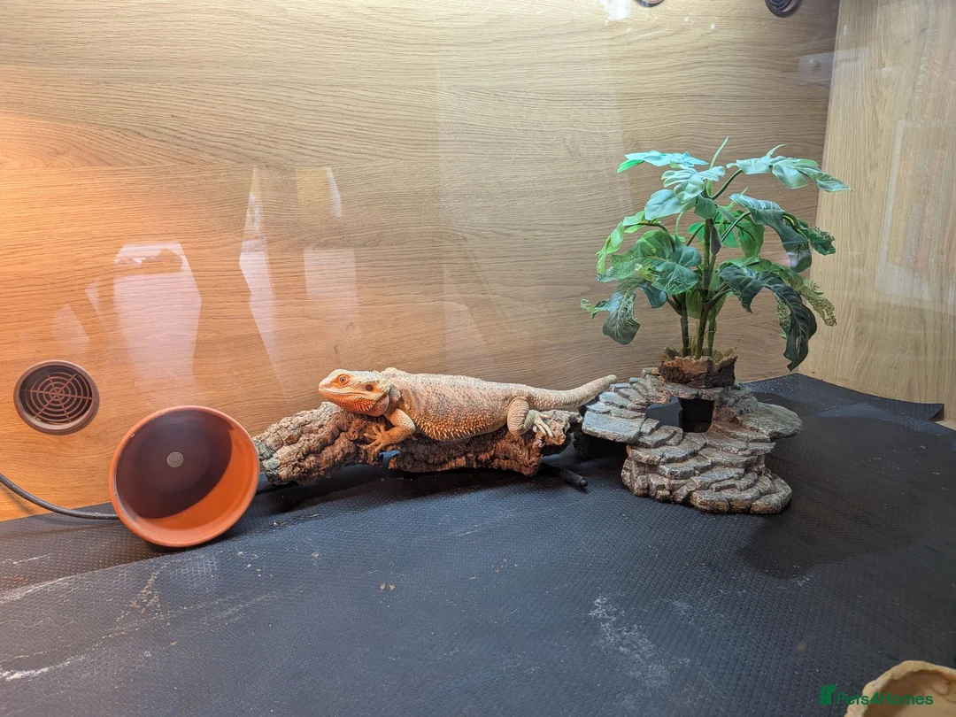 Bearded Dragon reptiles for sale: Bearded Dragon with full set up in Wallasey - Advert 2
