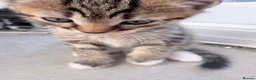 Mixed Breed cats for sale: Kittens  - Advert 9