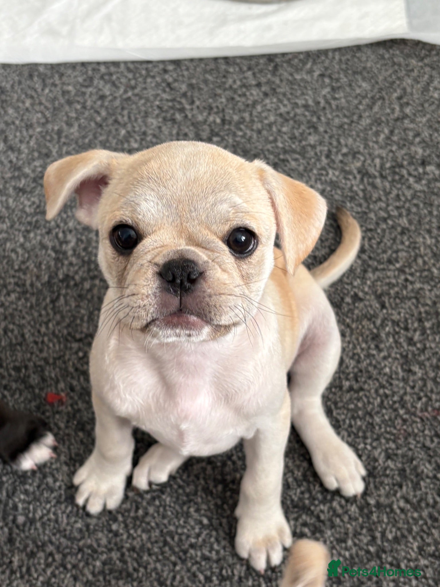 Frug dogs 🐶 Pug/French bulldog puppies 🐶 Rare markings - Advert 8