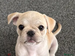 Frug dogs 🐶 Pug/French bulldog puppies 🐶 Rare markings - Advert 8