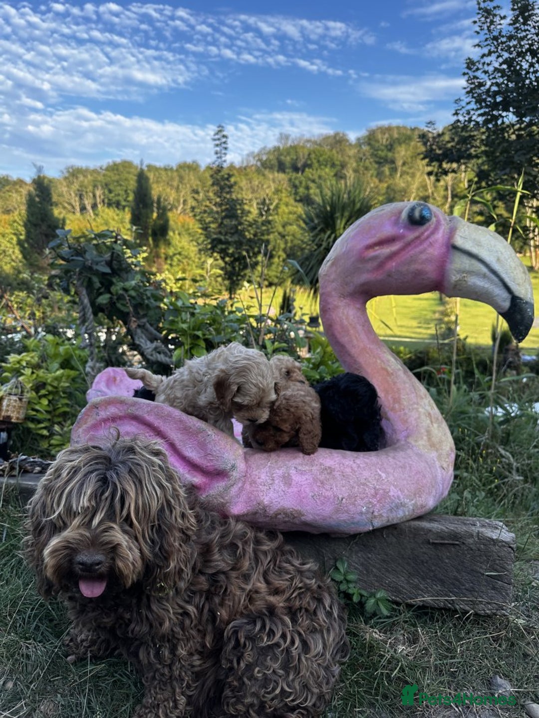 Cockapoo dogs for sale: Lovely Cockapoo puppies Available  - Image 7