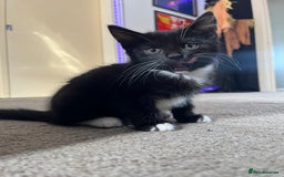 Domestic Shorthair cats for sale: 3 female kittens  - Image 2