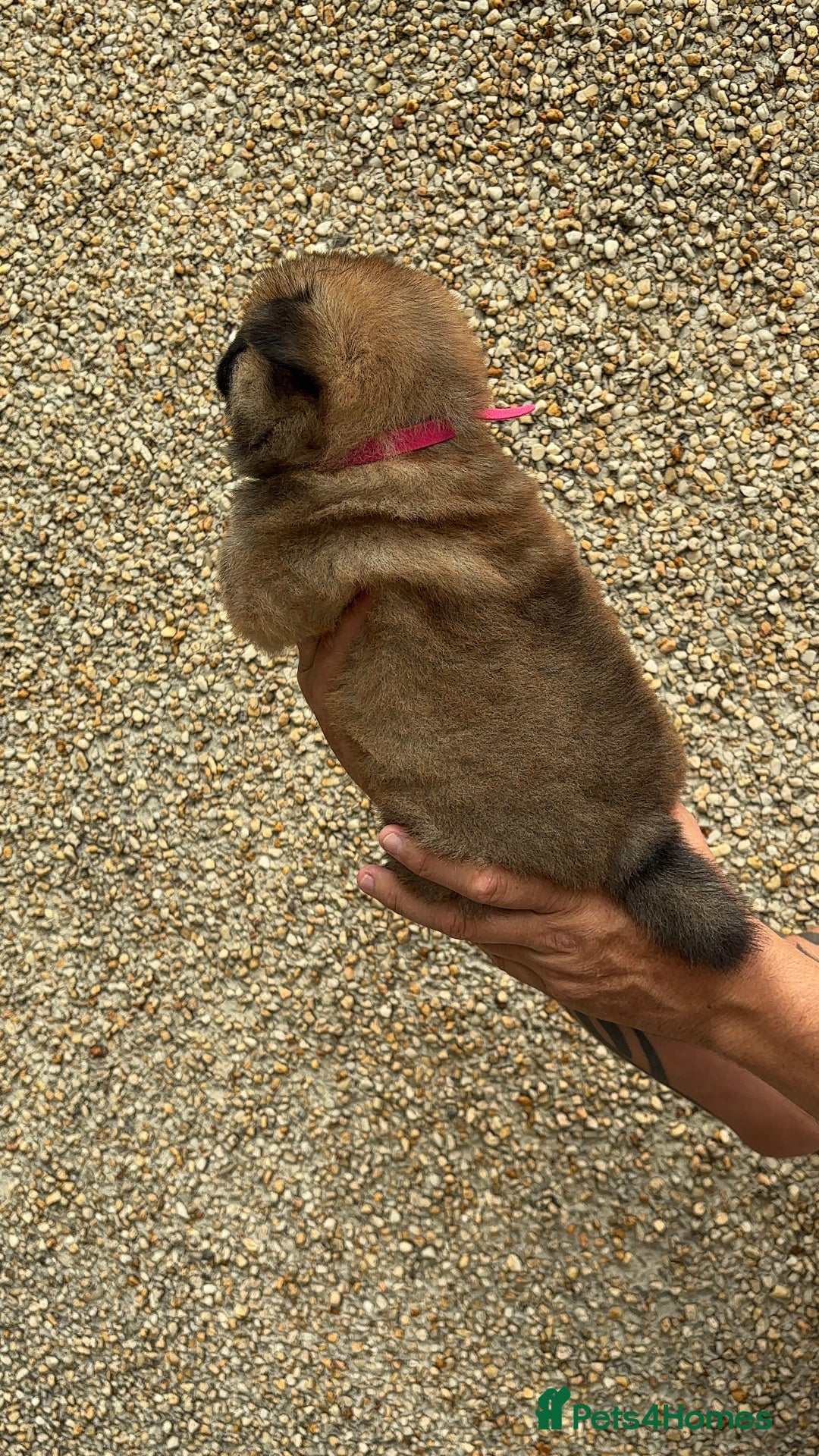 Chow Chow dogs for sale: 🐾Adorable Pedigree Chow Chow Puppies paw - Image 39