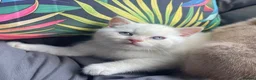 British Shorthair cats for sale: Cream point boy  - Advert 7