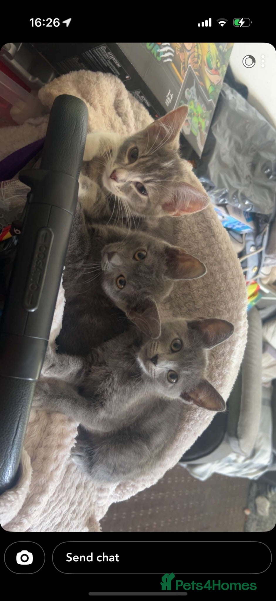 Mixed Breed cats 3 grey female kittens 9 weeks ready to leave now  - Advert 1