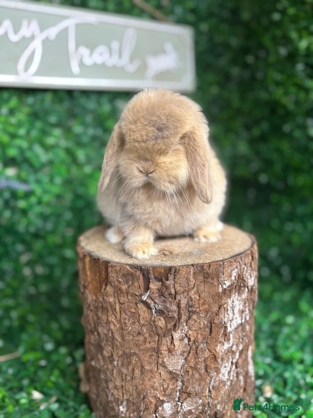 Mini Lop rabbits for sale: 🧡PEDIGREE MINILOPS🧡 - Advert 5