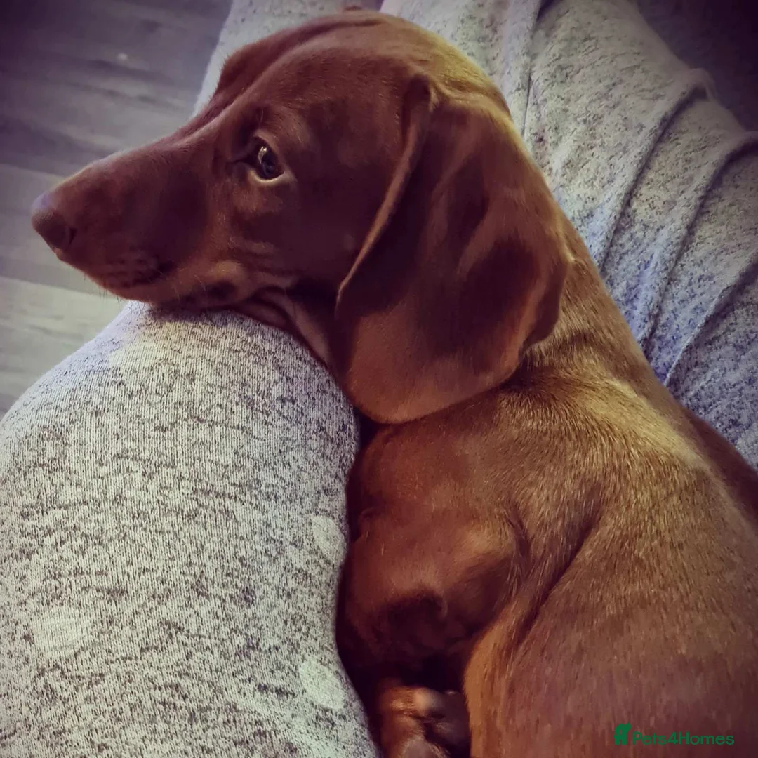 Miniature Dachshund dogs for stud: Richie proven and ready to stud. in Liverpool - Advert 10