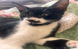 British Shorthair cats for sale: Adorable Male Black and White Kitten - Image 19