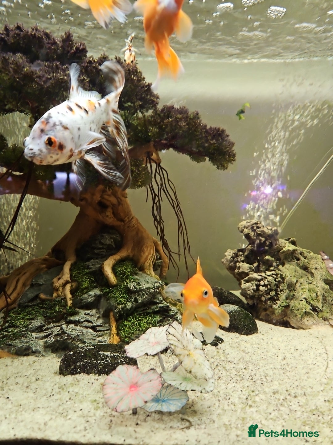 Fancy Goldfish fish for sale: Selection of temperate fish - Advert 2
