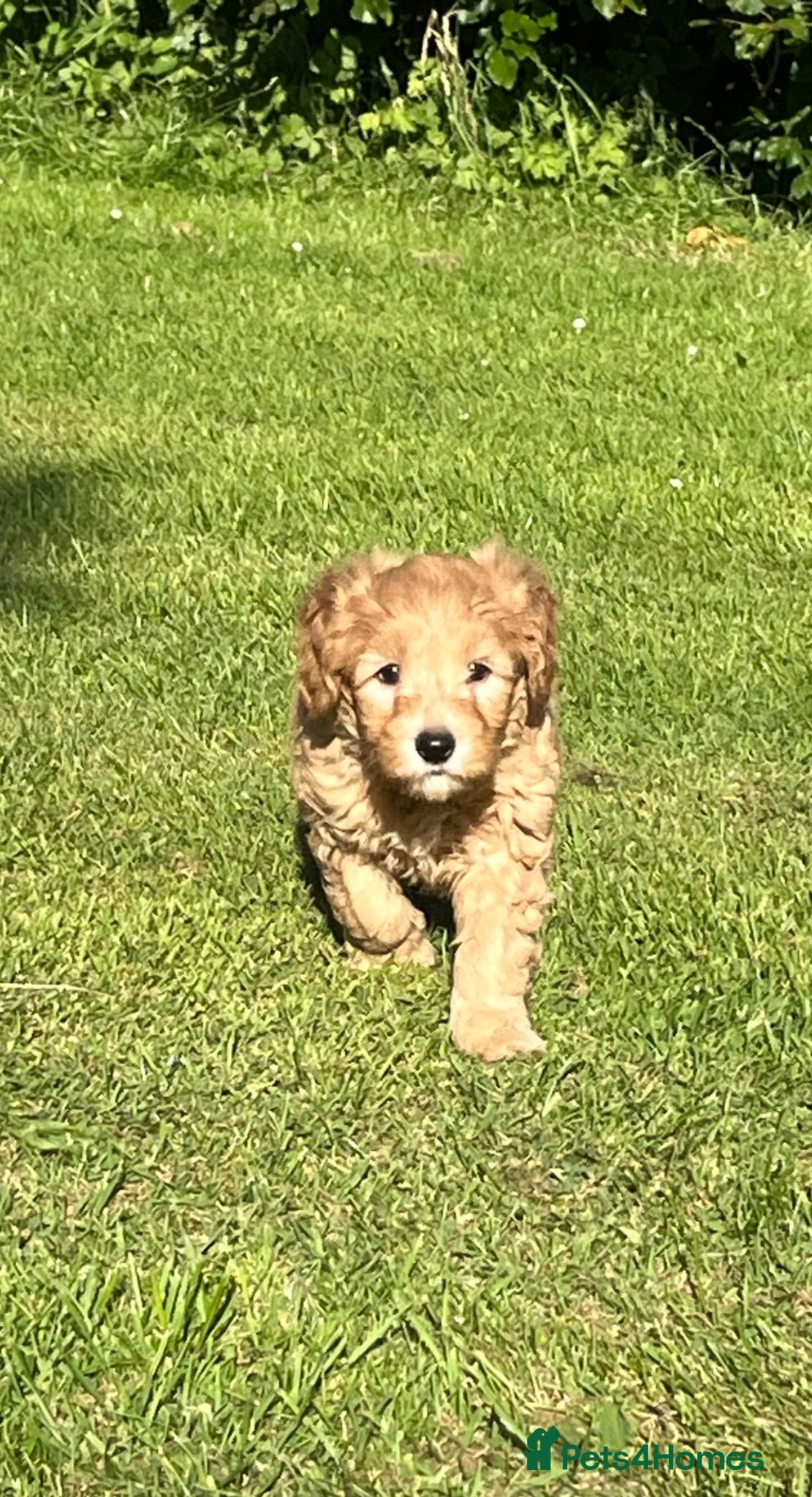Labradoodle dogs Gorgeous healthy vet checked labradoodle puppies - Advert 2
