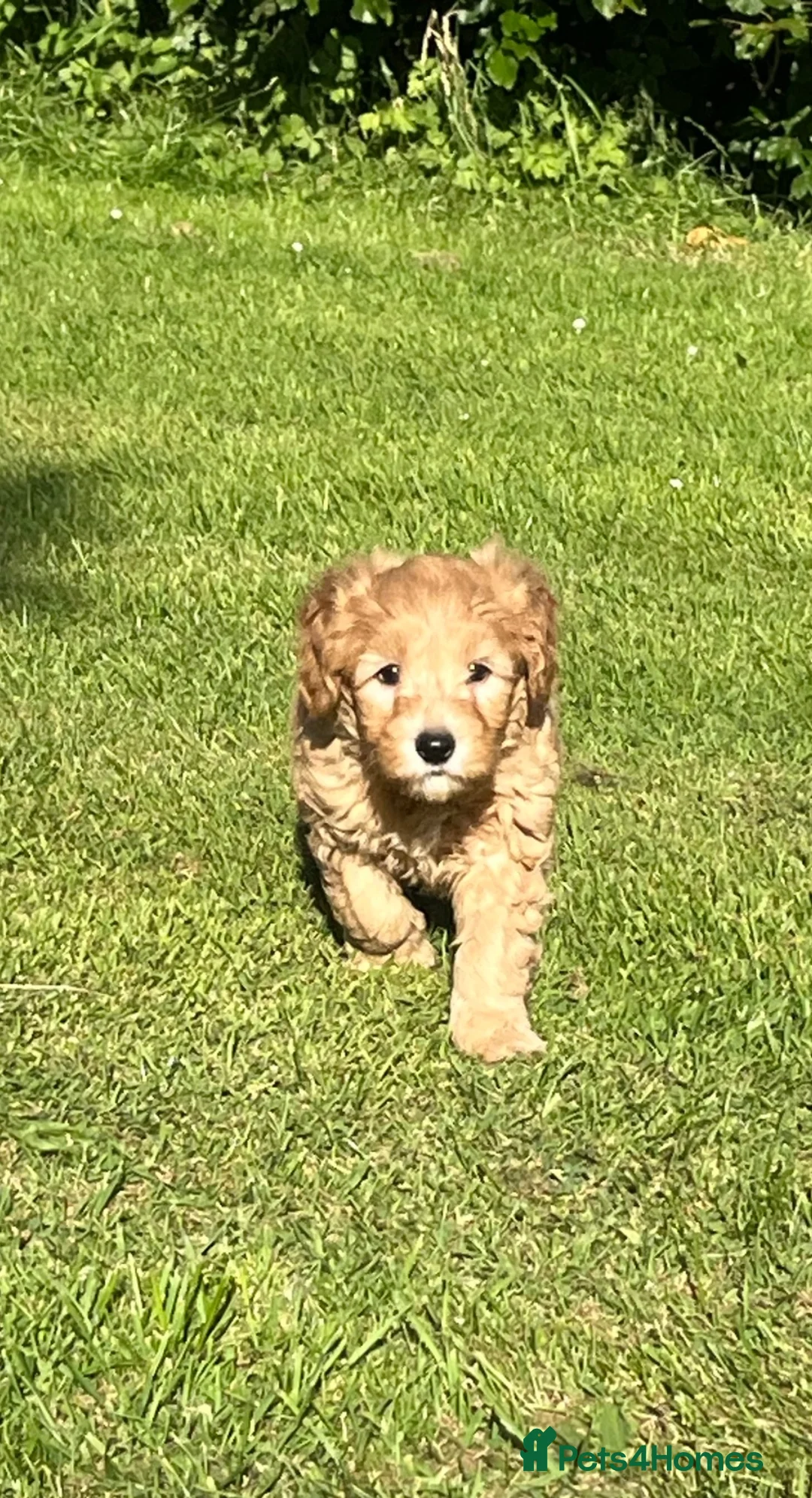 Labradoodle dogs for sale: Gorgeous healthy vet checked labradoodle puppies - Advert 1