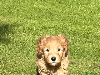 Labradoodle dogs Gorgeous healthy vet checked labradoodle puppies - Advert 16