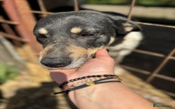 Mixed Breed dogs for adoption: ELSA -  a Special Girl who hates the Prison - Image 7