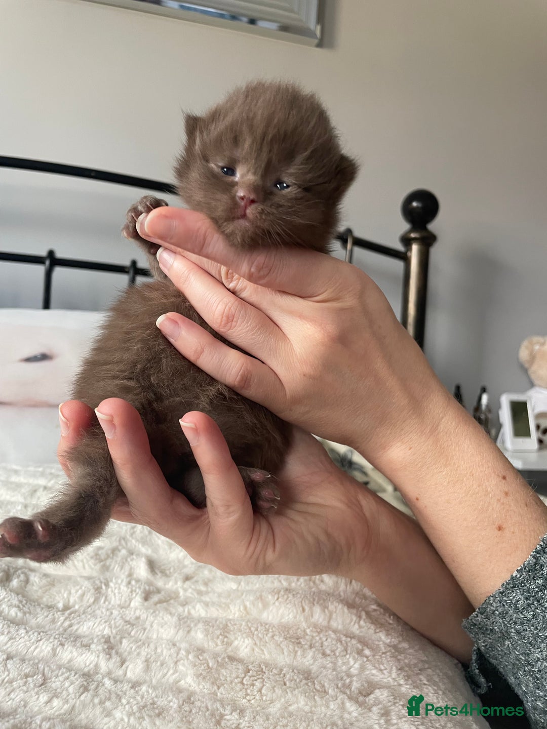 British Shorthair cats for sale: GCCF BRITISH SHORTHAIR KITTENS - Advert 27