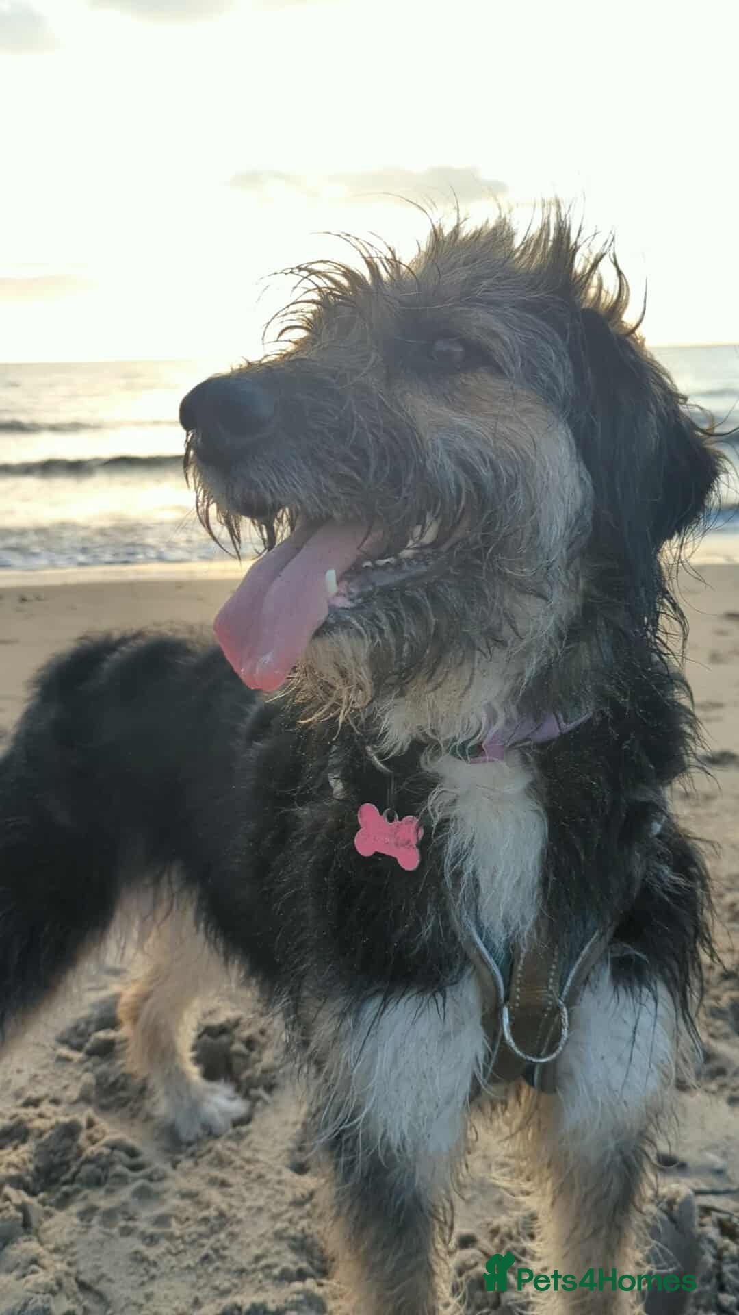 Mixed Breed dogs MEET BELLA - Advert 1