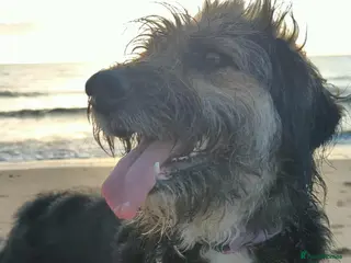 Mixed Breed dogs MEET BELLA - Advert 1