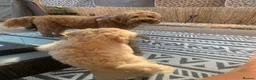 Double Doodle dogs for sale: Labradoodle  - Advert 15