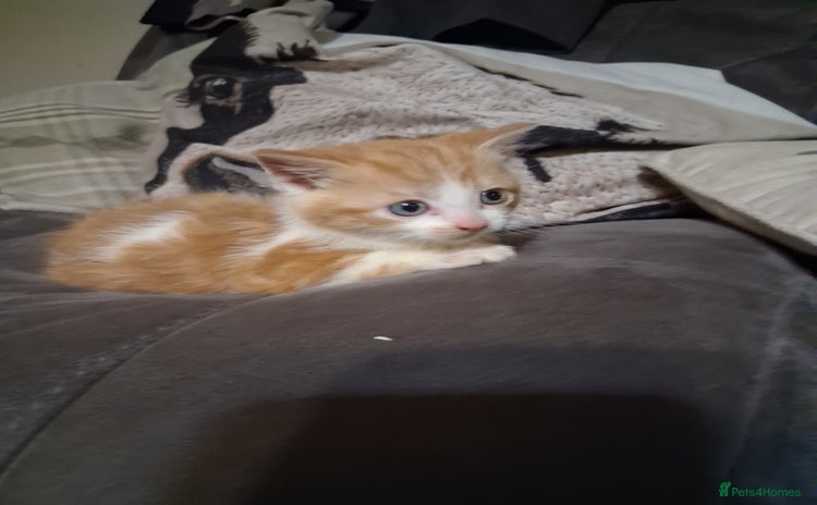 Mixed Breed cats - Advert 10