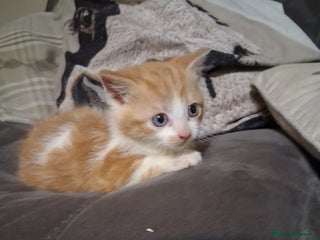 Mixed Breed cats - Advert 28