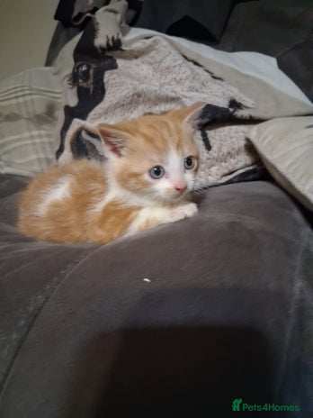 Mixed Breed cats - Advert 10