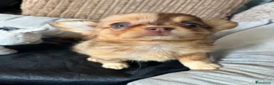 Chihuahua 3
