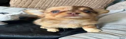 Chihuahua dogs for sale: Chihuahua puppies Russian ancesry with apple head  - Advert 28