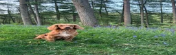 Cocker Spaniel dogs for sale: Stunning Litter Of Cocker Puppies for sale  in Penrith - Advert 12