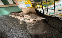 Mixed Breed cats for sale: 2 female grey tabby kittens  - Image 3